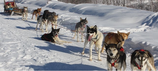 Photo of sled dog team